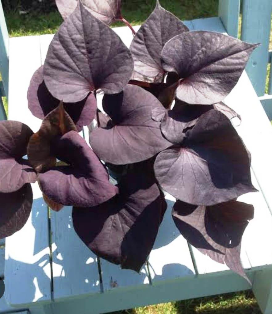 PURPLE SWEET POTATO VINE lovemyplants.in